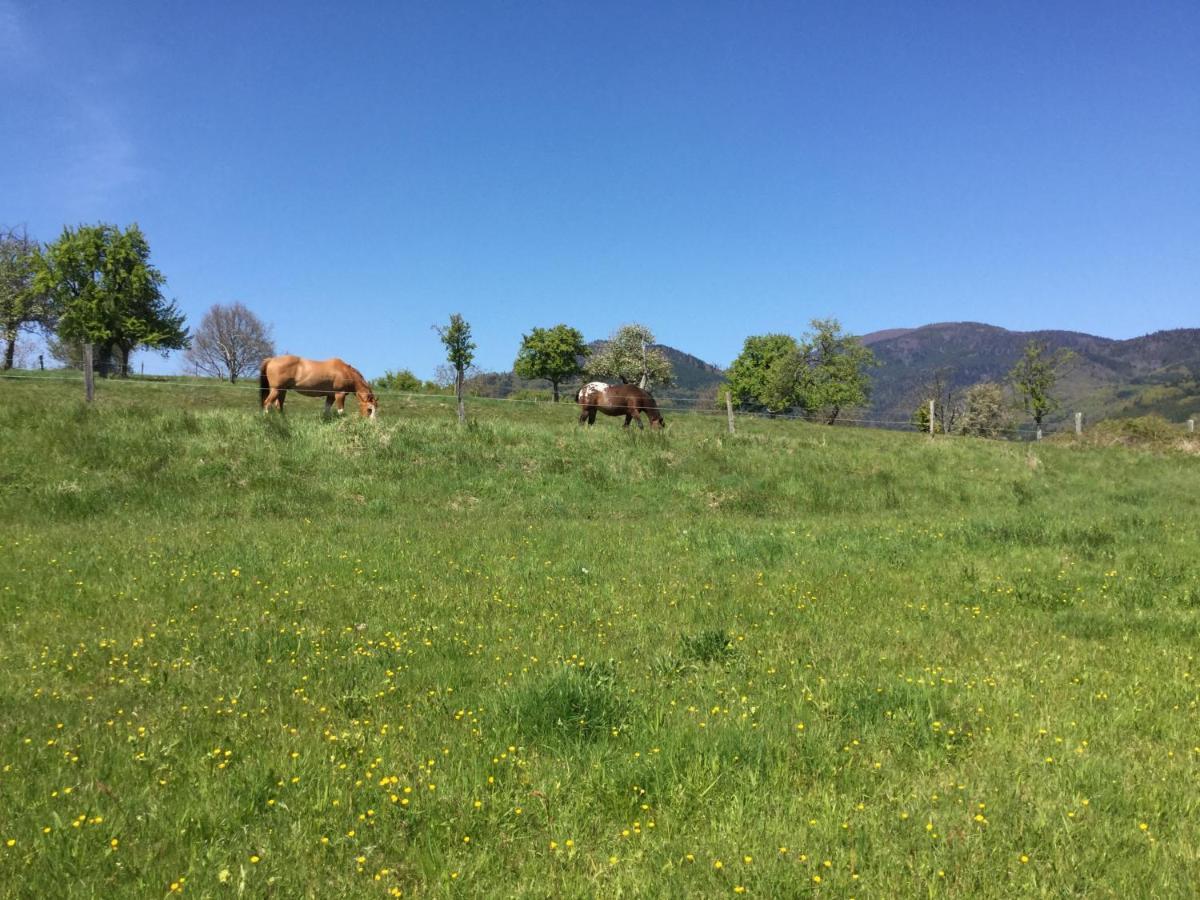 Leonline Sur Les Hauteurs De -au Pied Des Vosges Apartment *