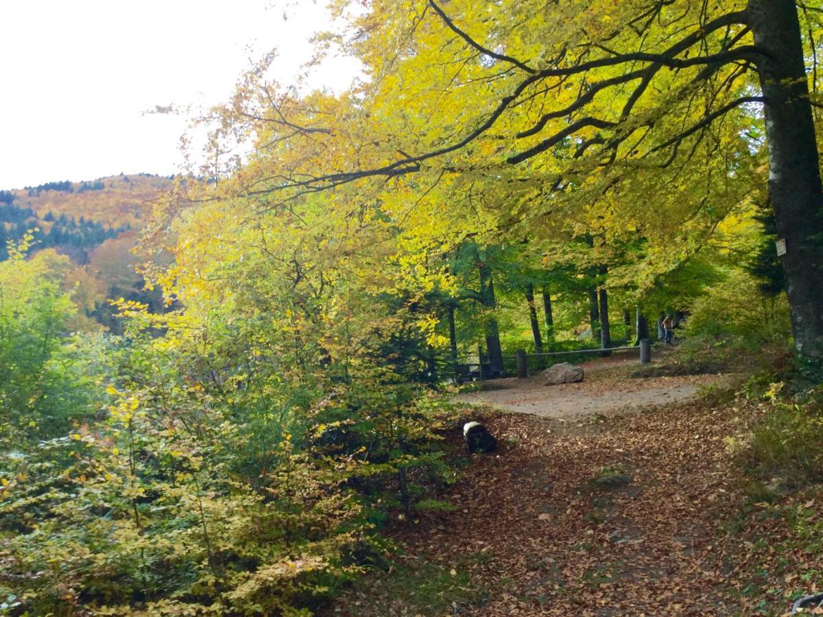Apartment Leonline Sur Les Hauteurs De -au Pied Des Vosges *
