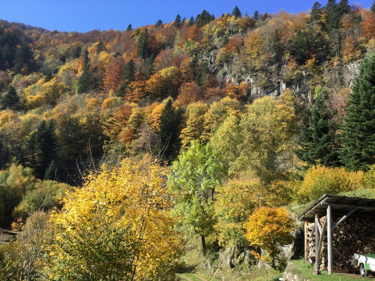 Leonline Sur Les Hauteurs De -au Pied Des Vosges *